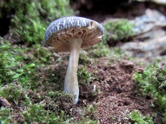 Pluteus salicinus