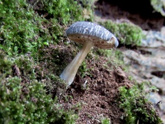 Pluteus salicinus
