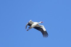 Ciconia ciconia