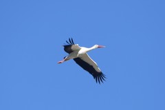 Ciconia ciconia