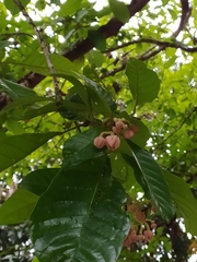 Sloanea synandra