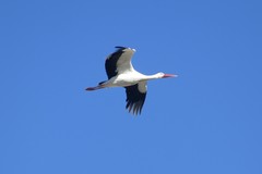 Ciconia ciconia