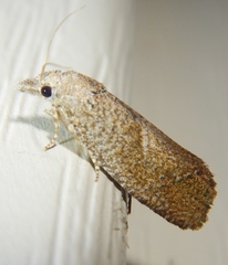 Eucosma sombreana