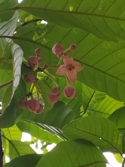 Sloanea synandra