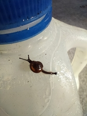 Euconulus