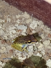 Pristimantis zeuctotylus