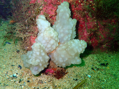 Phallusia mammillata