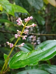 Miconia ciliata
