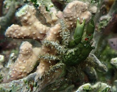 Mithraculus sculptus