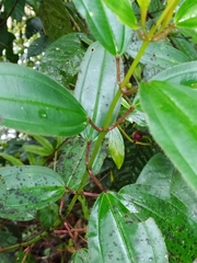 Miconia ciliata