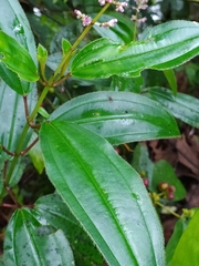 Miconia ciliata