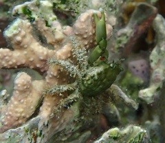 Mithraculus sculptus