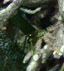 Mithraculus sculptus