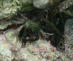 Mithraculus sculptus