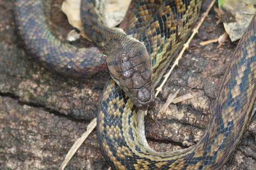 Australian Scrub Python sighting