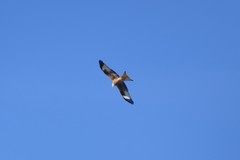 Milvus milvus