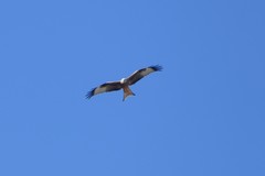 Milvus milvus