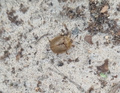 Chelymorpha indigesta