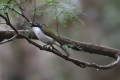 Melithreptus chloropsis