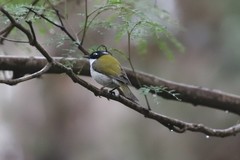 Melithreptus chloropsis