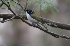 Melithreptus chloropsis