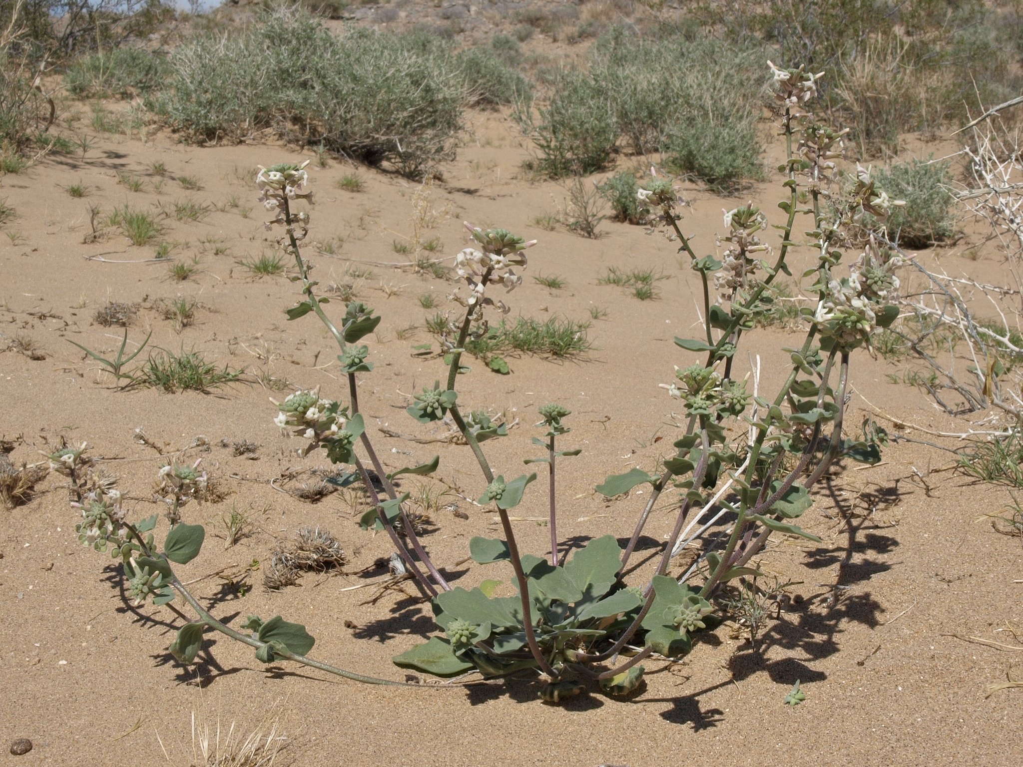 Dithyrea