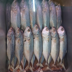 Rastrelliger brachysoma