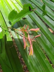 Bauhinia jenningsii