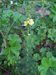 Verbascum orientale