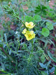Verbascum orientale