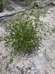 Quadrella jamaicensis