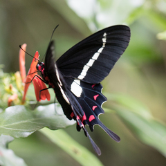Parides agavus