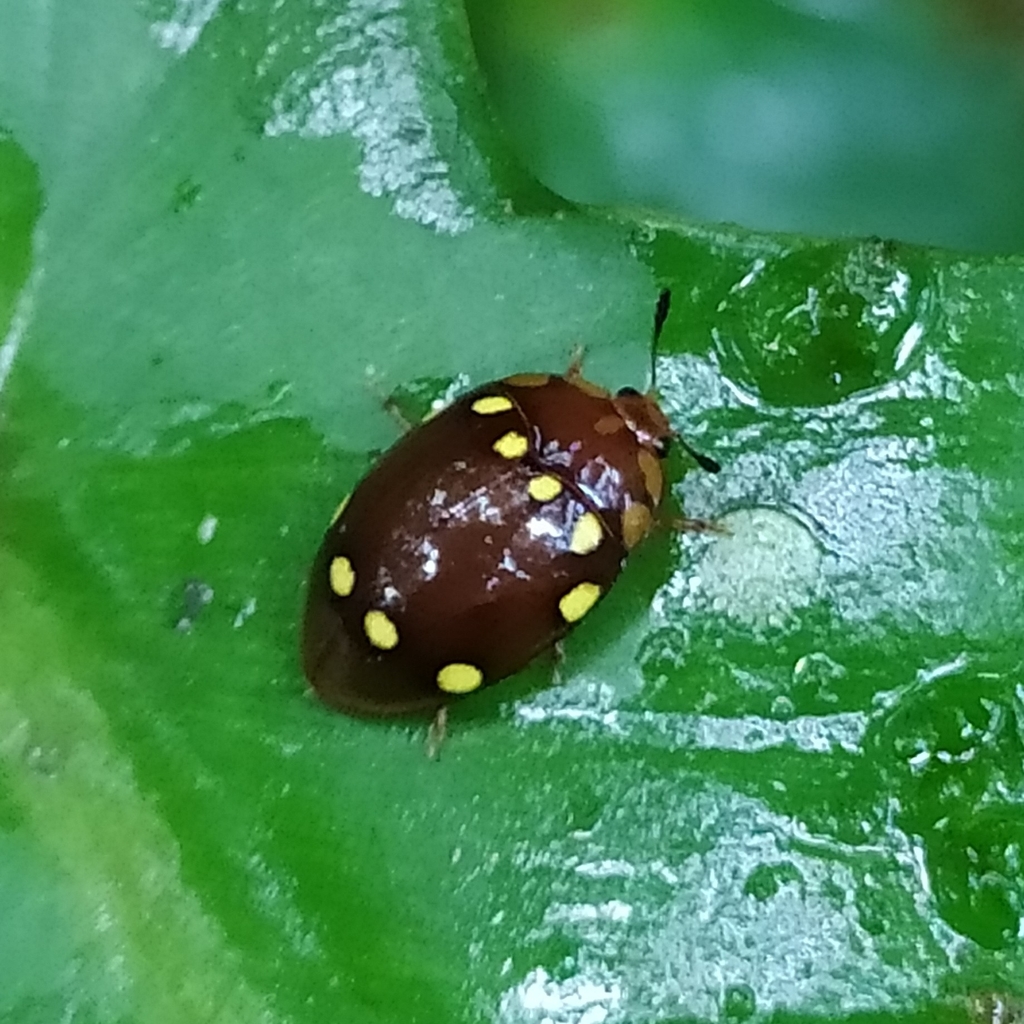 Iphiclus moniliferus