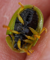 Cassida stigmatica