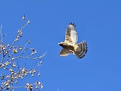 Buteo lineatus