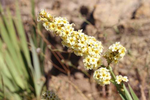 Sisyrinchium striatum