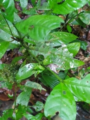 Faramea guianensis