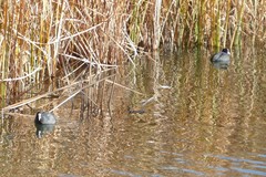 Fulica atra