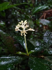 Psychotria cupularis