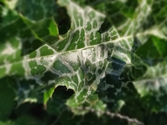 Silybum marianum