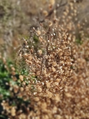 Dittrichia viscosa
