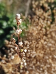 Dittrichia viscosa