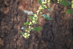 Acacia urophylla