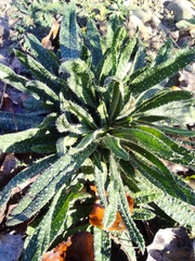 Echium vulgare
