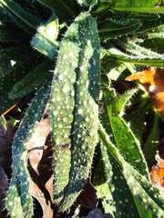 Echium vulgare