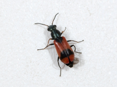 Anthocomus equestris