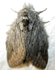 Desmeocraera basalis