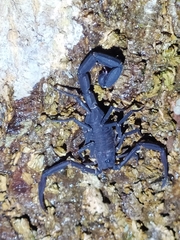 Tityus obscurus