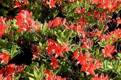 Rhododendron molle japonicum