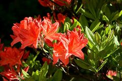 Rhododendron molle japonicum